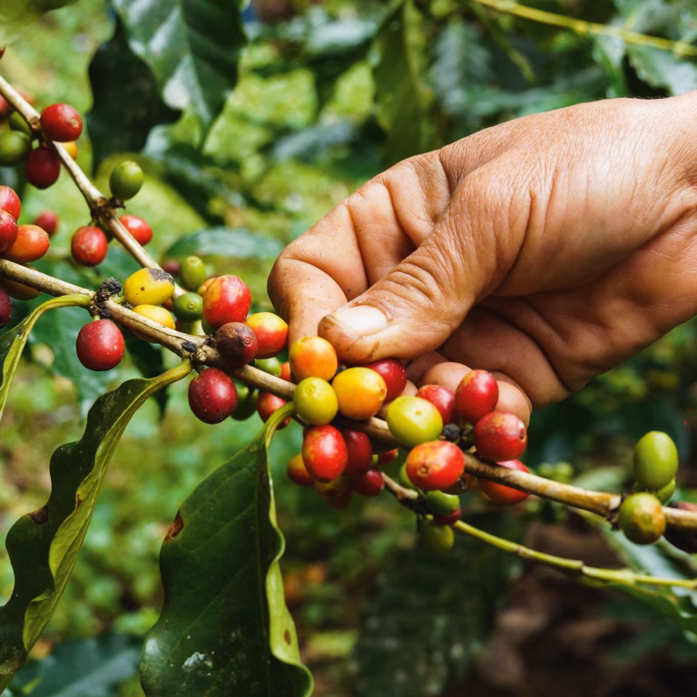 Close-Up-Foto: Hand bei der Ernte von Kaffeekirschen