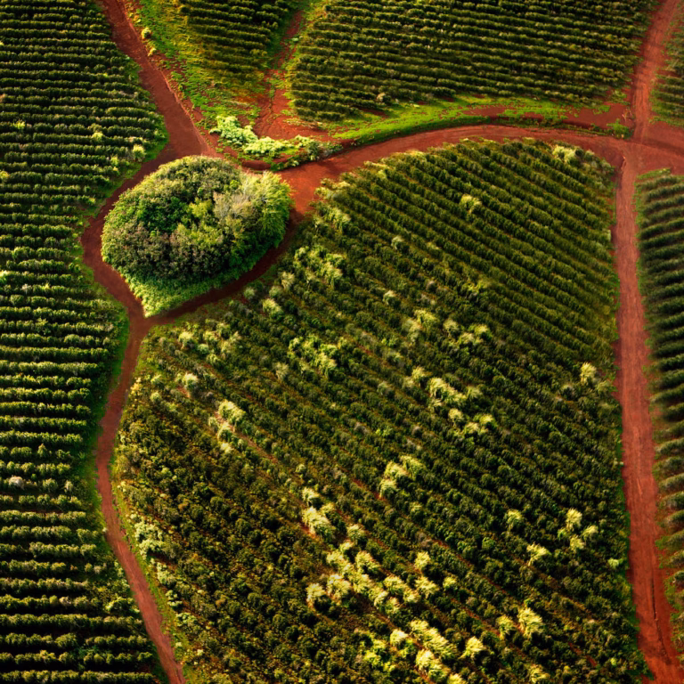 Luftaufnahme einer Kaffeeplantage mit Wegenetz