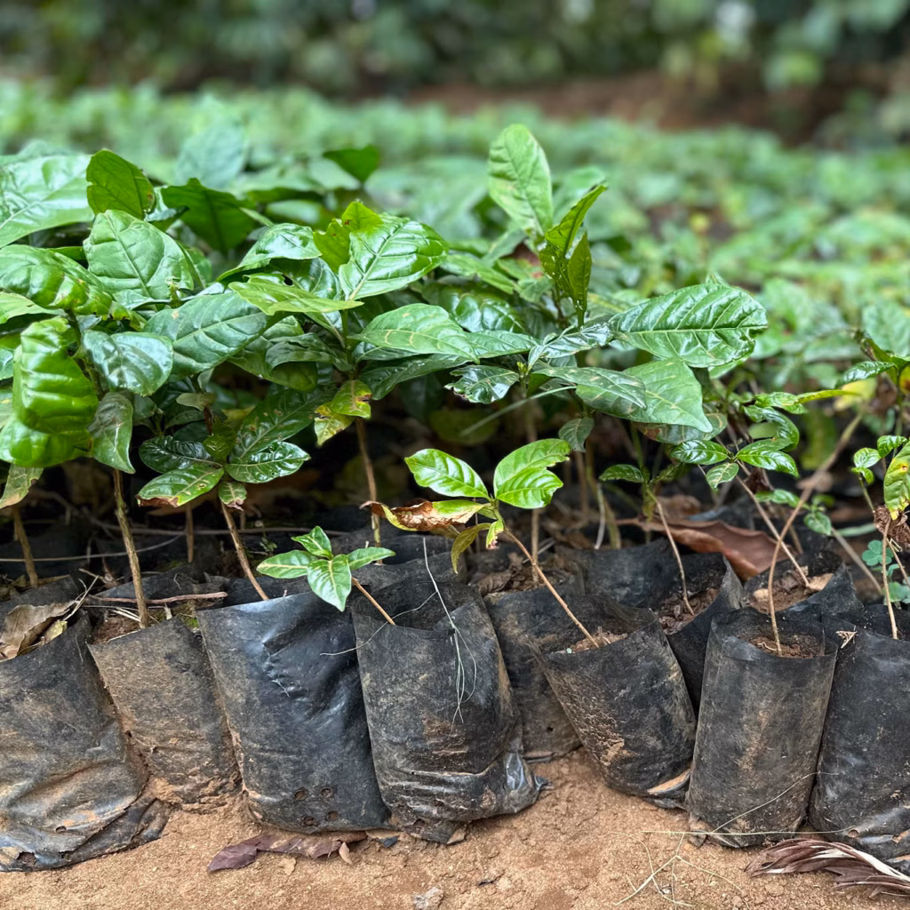 Nahaufnahme: Reihe junger Kaffeepflanzen in kleinen Säcken vor dem Einpflanzen