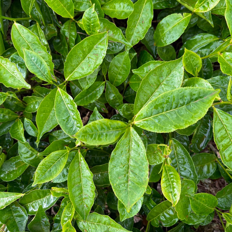 Close-Up-Foto von oben: Blätter von Kaffeepflanzen