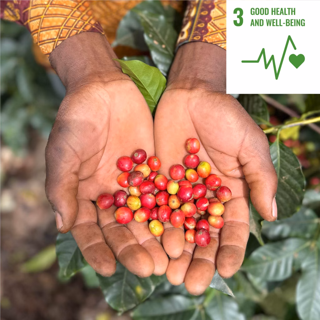Close-Up-Foto von oben: zwei Hände nebeneinander mit roten Kaffeekirschen
